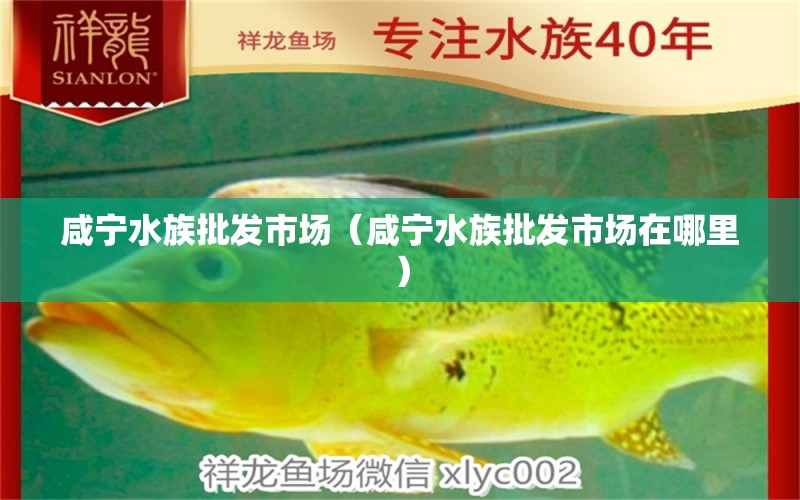 咸宁水族批发市场（咸宁水族批发市场在哪里）