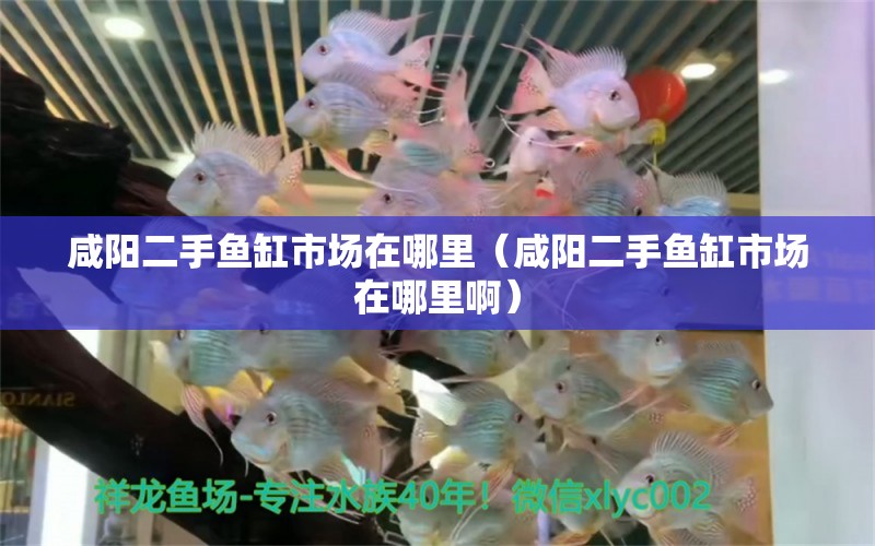 咸阳二手鱼缸市场在哪里（咸阳二手鱼缸市场在哪里啊） 祥龙水族医院