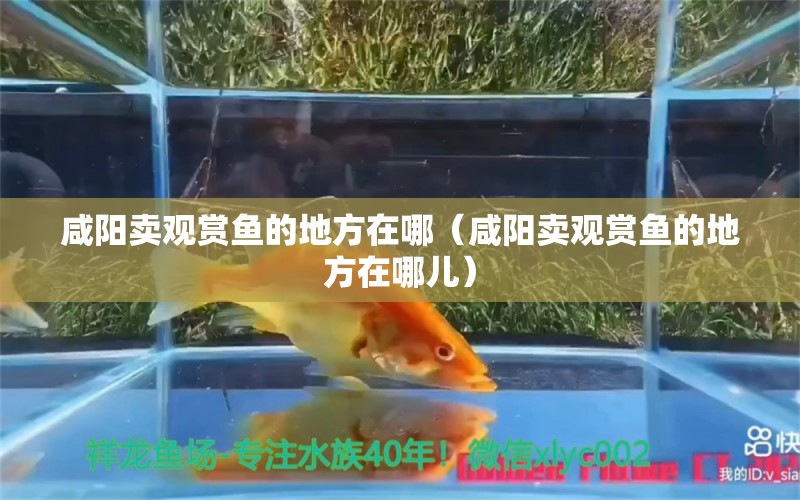 咸阳卖观赏鱼的地方在哪（咸阳卖观赏鱼的地方在哪儿）