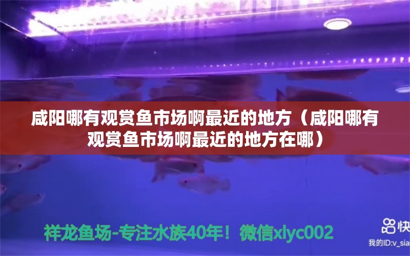 咸阳哪有观赏鱼市场啊最近的地方（咸阳哪有观赏鱼市场啊最近的地方在哪）