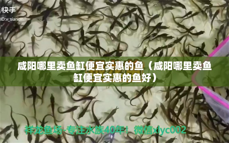 咸阳哪里卖鱼缸便宜实惠的鱼（咸阳哪里卖鱼缸便宜实惠的鱼好） 金老虎鱼