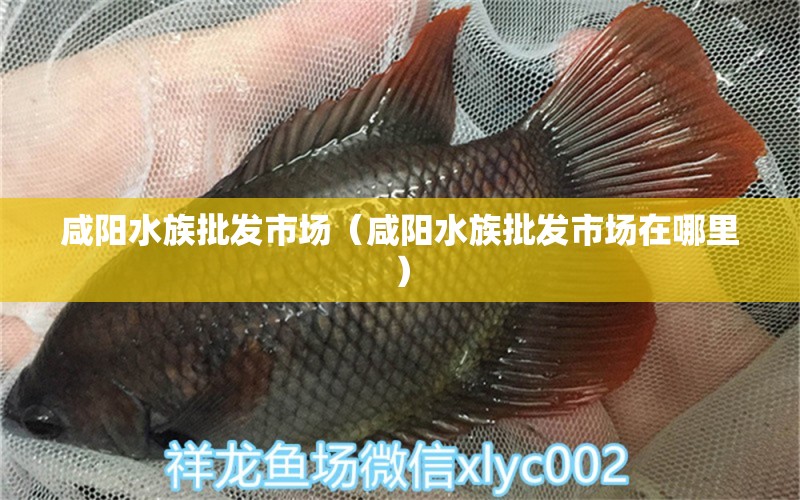 咸阳水族批发市场（咸阳水族批发市场在哪里）