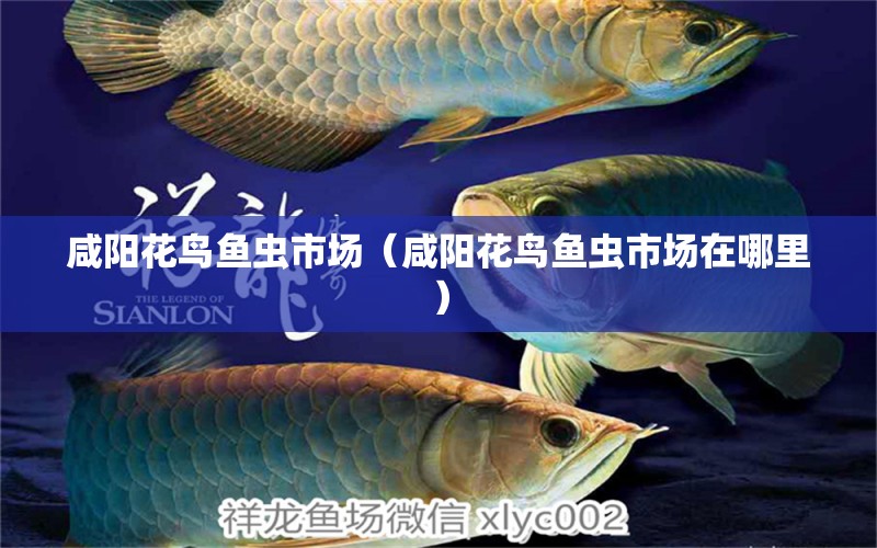 咸阳花鸟鱼虫市场（咸阳花鸟鱼虫市场在哪里） 观赏鱼水族批发市场