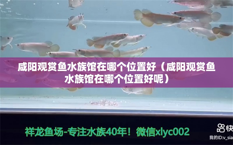 咸阳观赏鱼水族馆在哪个位置好（咸阳观赏鱼水族馆在哪个位置好呢） 黄金眼镜蛇雷龙鱼