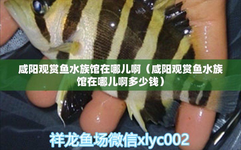 咸阳观赏鱼水族馆在哪儿啊（咸阳观赏鱼水族馆在哪儿啊多少钱） 观赏鱼批发