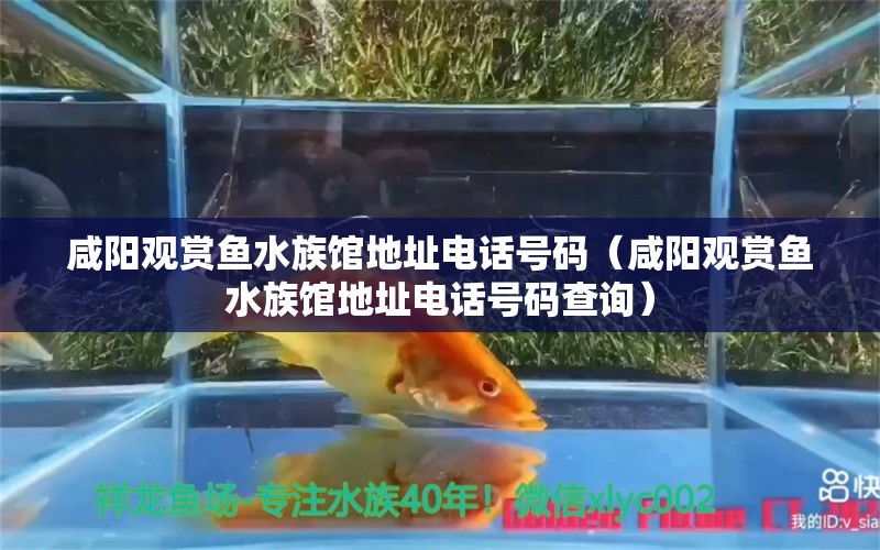 咸阳观赏鱼水族馆地址电话号码（咸阳观赏鱼水族馆地址电话号码查询） 观赏鱼市场（混养鱼）