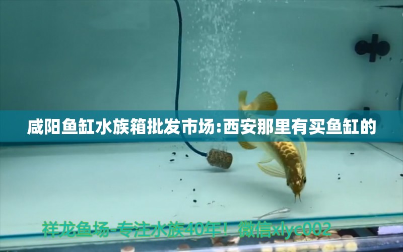 咸阳鱼缸水族箱批发市场:西安那里有买鱼缸的