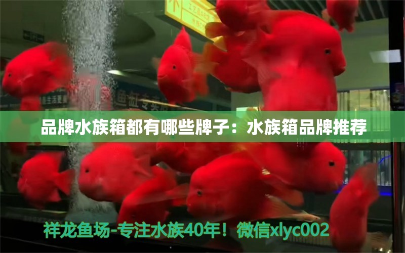 品牌水族箱都有哪些牌子：水族箱品牌推荐