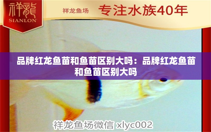 品牌红龙鱼苗和鱼苗区别大吗：品牌红龙鱼苗和鱼苗区别大吗