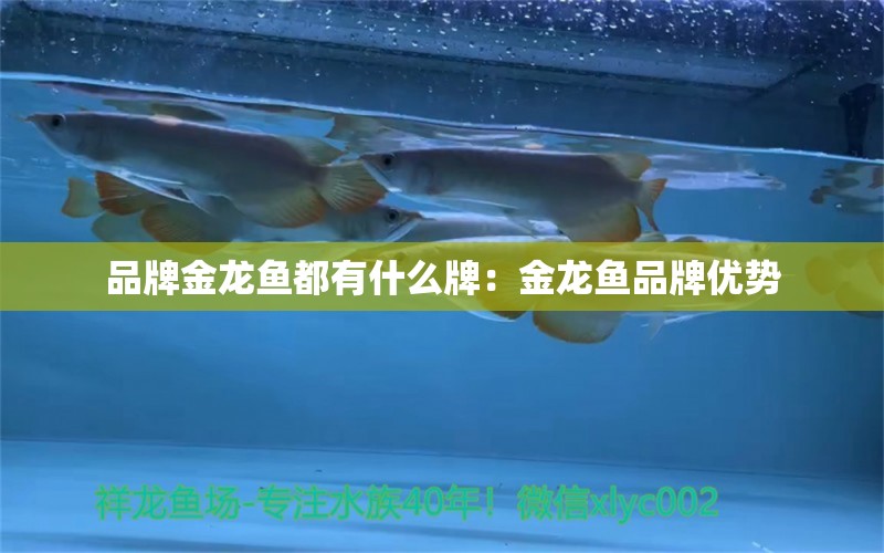 品牌金龙鱼都有什么牌：金龙鱼品牌优势