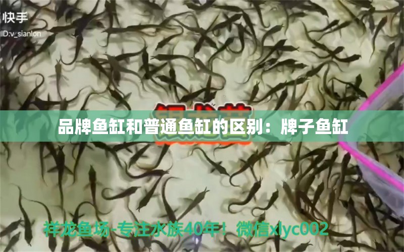 品牌鱼缸和普通鱼缸的区别：牌子鱼缸 广州龙鱼批发市场