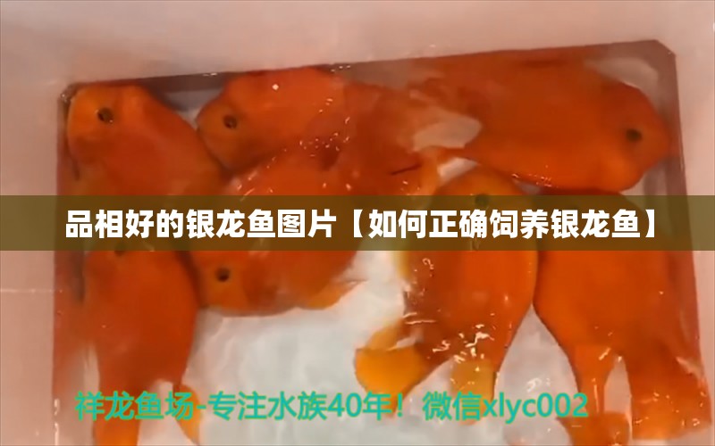 品相好的银龙鱼图片【如何正确饲养银龙鱼】 水族问答 第1张