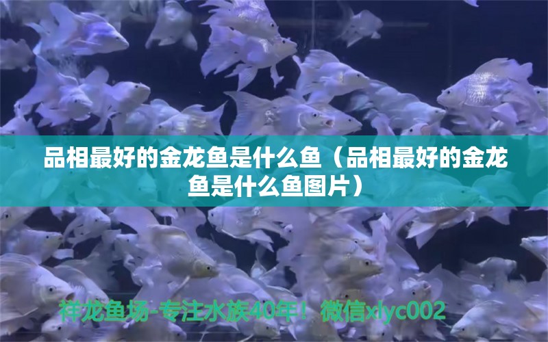 品相最好的金龙鱼是什么鱼（品相最好的金龙鱼是什么鱼图片）