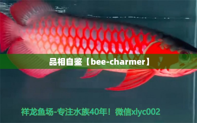 品相自鉴【bee-charmer】 观赏鱼论坛 第2张