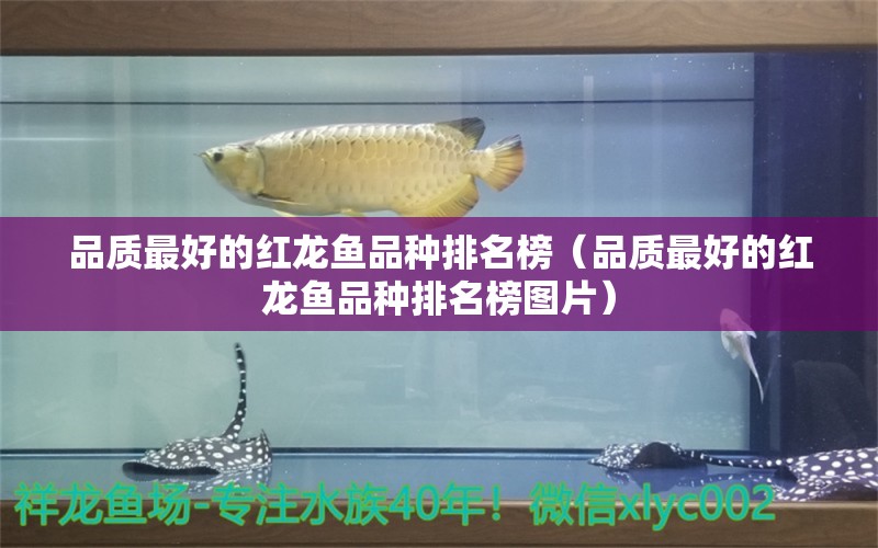 品质最好的红龙鱼品种排名榜（品质最好的红龙鱼品种排名榜图片） 锦鲤鱼