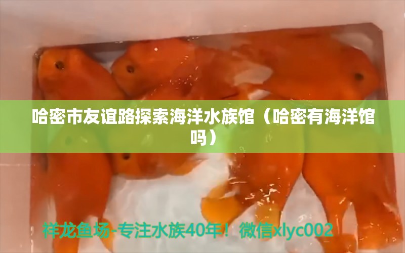 哈密市友谊路探索海洋水族馆（哈密有海洋馆吗） 全国水族馆企业名录