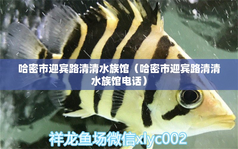 哈密市迎宾路清清水族馆（哈密市迎宾路清清水族馆电话）