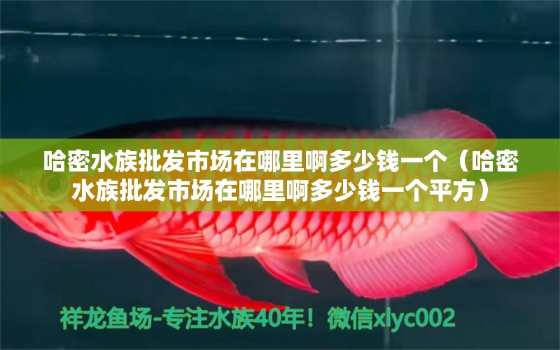 哈密水族批发市场在哪里啊多少钱一个（哈密水族批发市场在哪里啊多少钱一个平方）