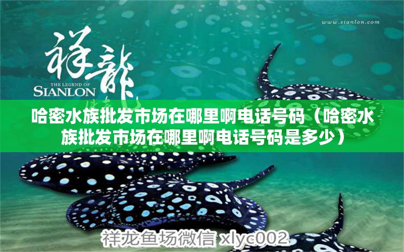 哈密水族批发市场在哪里啊电话号码（哈密水族批发市场在哪里啊电话号码是多少）