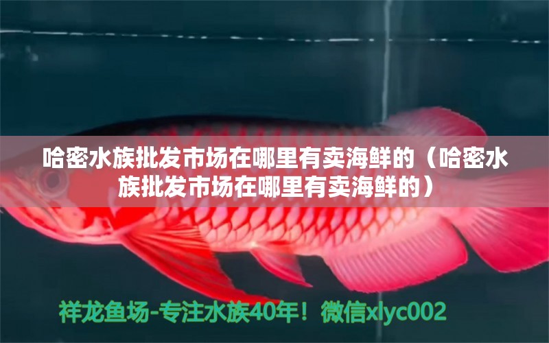 哈密水族批发市场在哪里有卖海鲜的（哈密水族批发市场在哪里有卖海鲜的） 大正锦鲤鱼