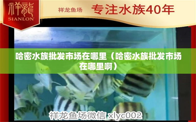 哈密水族批发市场在哪里（哈密水族批发市场在哪里啊）