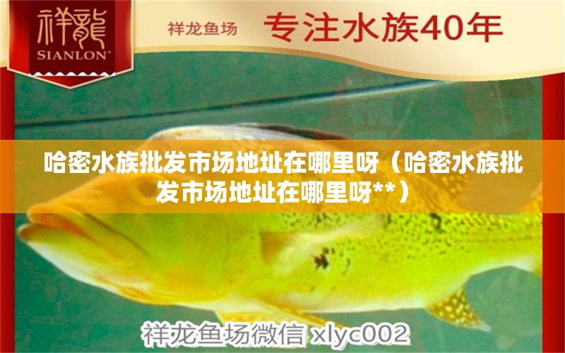 哈密水族批发市场地址在哪里呀（哈密水族批发市场地址在哪里呀**） 观赏鱼水族批发市场