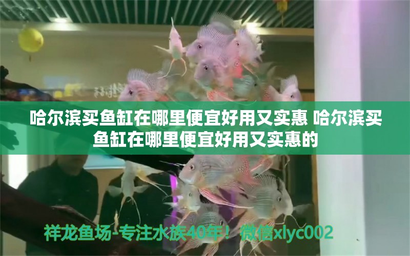 哈尔滨买鱼缸在哪里便宜好用又实惠 哈尔滨买鱼缸在哪里便宜好用又实惠的