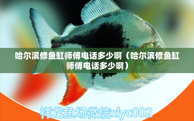 哈尔滨修鱼缸师傅电话多少啊（哈尔滨修鱼缸师傅电话多少啊）