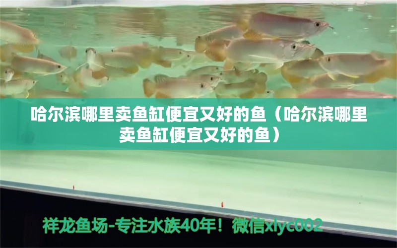哈尔滨哪里卖鱼缸便宜又好的鱼（哈尔滨哪里卖鱼缸便宜又好的鱼） 锦鲤鱼
