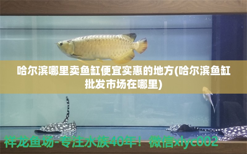 哈尔滨哪里卖鱼缸便宜实惠的地方(哈尔滨鱼缸批发市场在哪里) 金老虎鱼