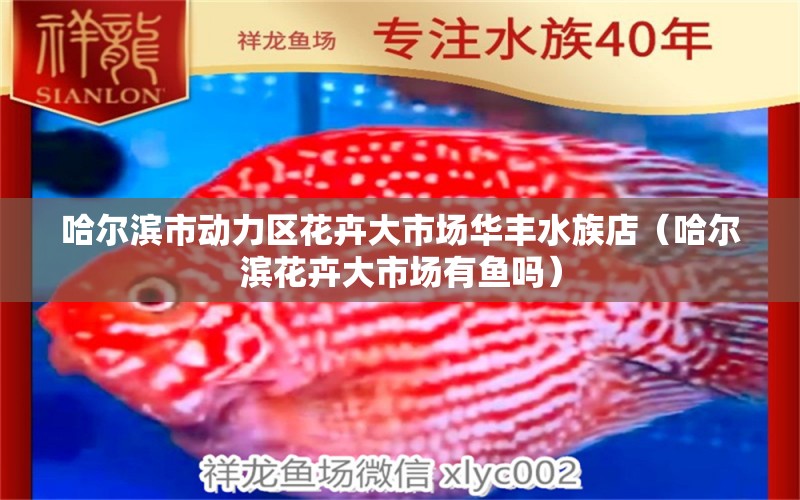 哈尔滨市动力区花卉大市场华丰水族店（哈尔滨花卉大市场有鱼吗）