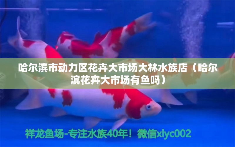 哈尔滨市动力区花卉大市场大林水族店（哈尔滨花卉大市场有鱼吗）