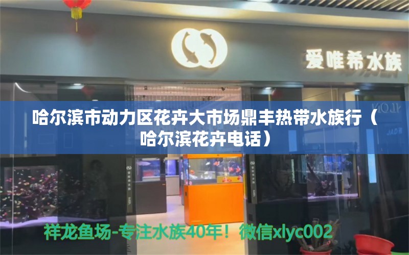 哈尔滨市动力区花卉大市场鼎丰热带水族行（哈尔滨花卉电话）