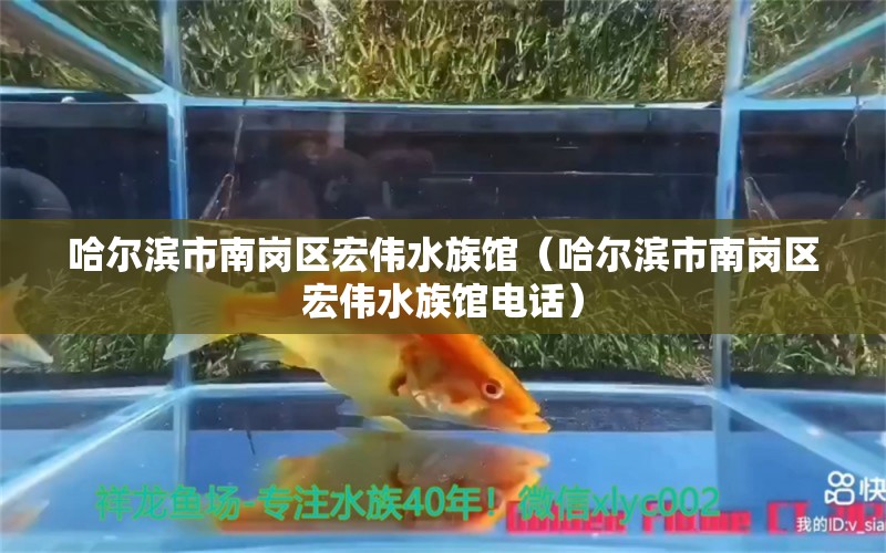 哈尔滨市南岗区宏伟水族馆（哈尔滨市南岗区宏伟水族馆电话） 全国水族馆企业名录