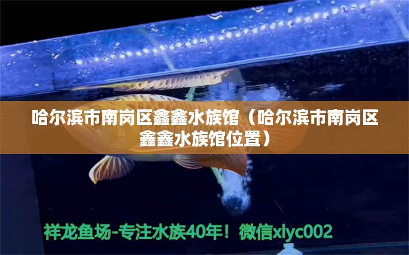 哈尔滨市南岗区鑫鑫水族馆（哈尔滨市南岗区鑫鑫水族馆位置）