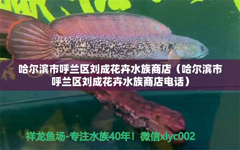 哈尔滨市呼兰区刘成花卉水族商店（哈尔滨市呼兰区刘成花卉水族商店电话） 全国水族馆企业名录