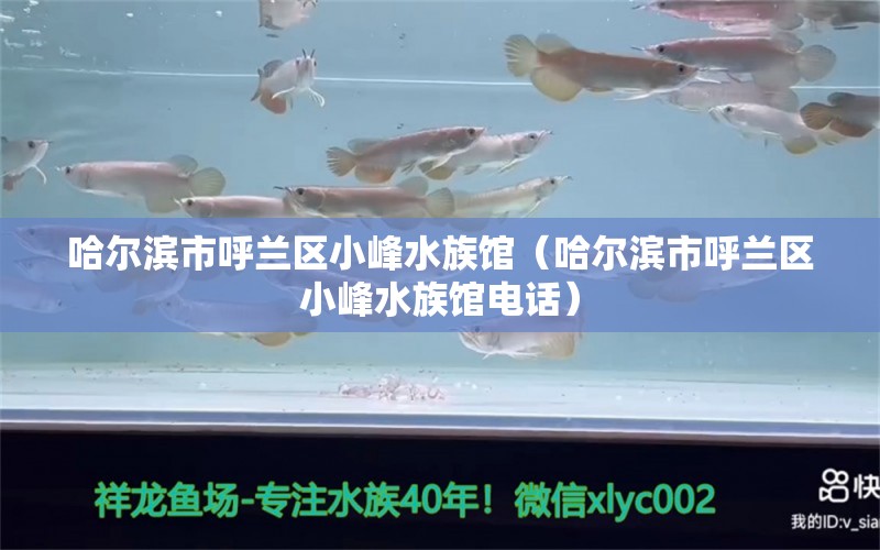 哈尔滨市呼兰区小峰水族馆（哈尔滨市呼兰区小峰水族馆电话） 全国水族馆企业名录