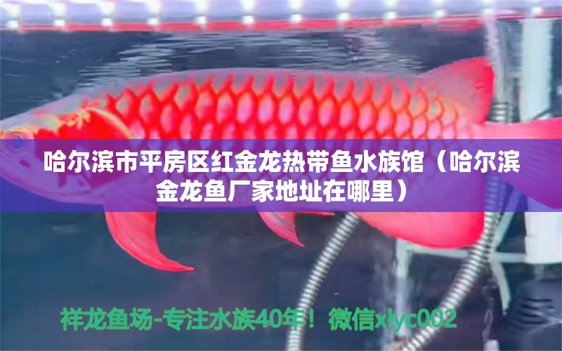 哈尔滨市平房区红金龙热带鱼水族馆（哈尔滨金龙鱼厂家地址在哪里） 全国水族馆企业名录