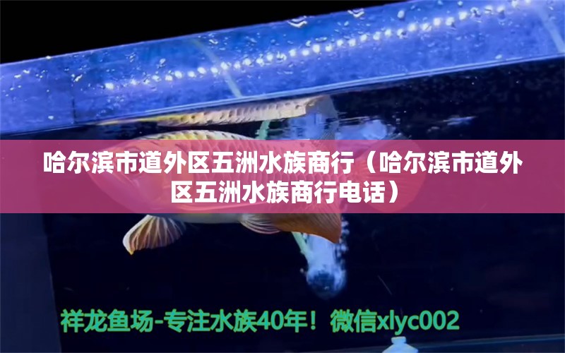 哈尔滨市道外区五洲水族商行（哈尔滨市道外区五洲水族商行电话） 全国水族馆企业名录