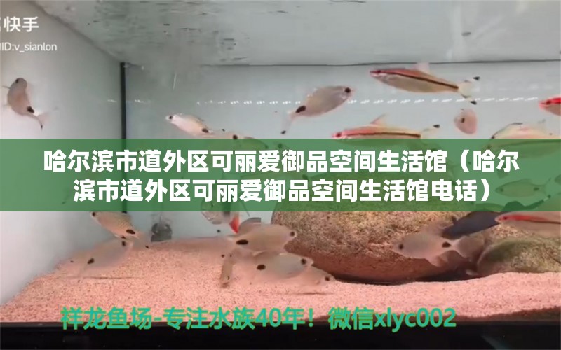 哈尔滨市道外区可丽爱御品空间生活馆（哈尔滨市道外区可丽爱御品空间生活馆电话）