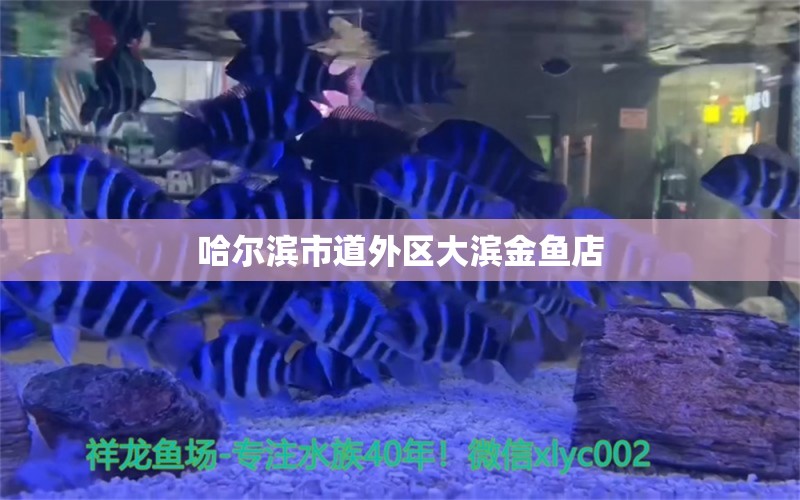 哈尔滨市道外区大滨金鱼店 全国水族馆企业名录