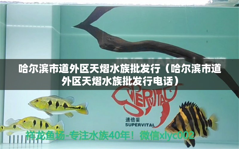 哈尔滨市道外区天熠水族批发行（哈尔滨市道外区天熠水族批发行电话）