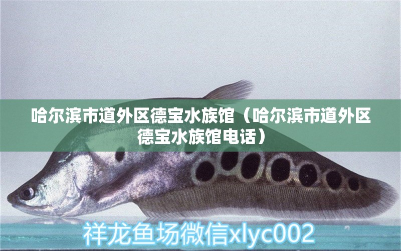 哈尔滨市道外区德宝水族馆（哈尔滨市道外区德宝水族馆电话）