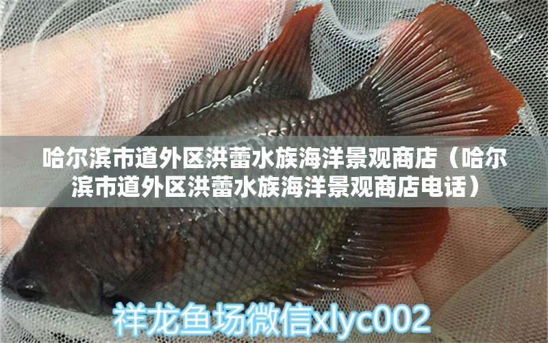 哈尔滨市道外区洪蕾水族海洋景观商店（哈尔滨市道外区洪蕾水族海洋景观商店电话）