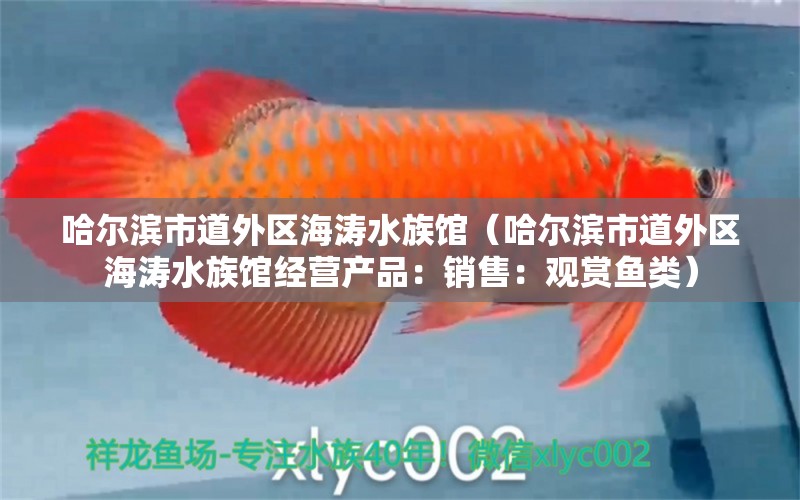 哈尔滨市道外区海涛水族馆（哈尔滨市道外区海涛水族馆经营产品：销售：观赏鱼类） 全国观赏鱼市场 第2张