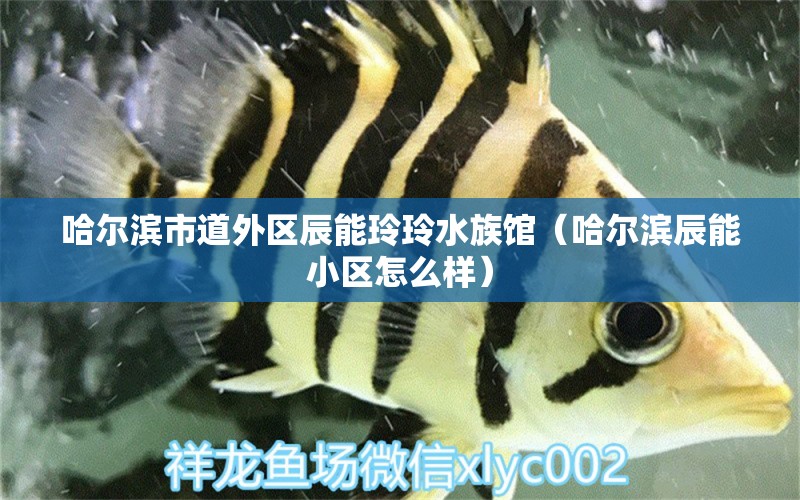 哈尔滨市道外区辰能玲玲水族馆（哈尔滨辰能小区怎么样）