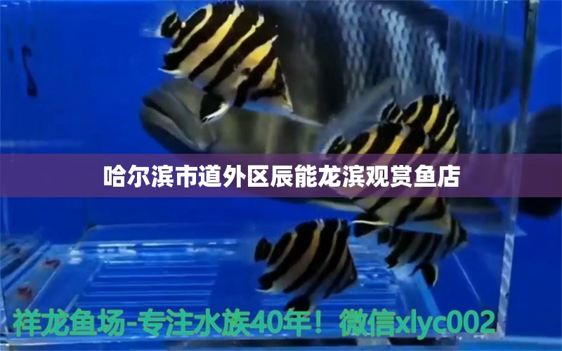 哈尔滨市道外区辰能龙滨观赏鱼店 全国水族馆企业名录