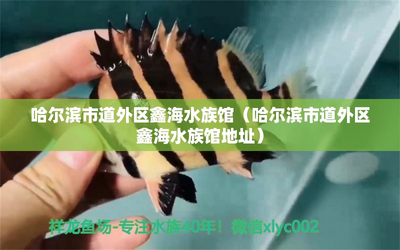 哈尔滨市道外区鑫海水族馆（哈尔滨市道外区鑫海水族馆地址） 全国水族馆企业名录