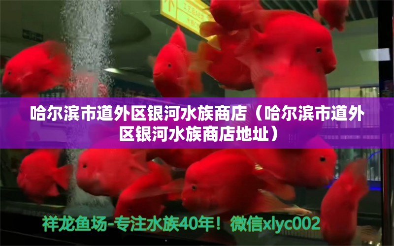 哈尔滨市道外区银河水族商店（哈尔滨市道外区银河水族商店地址）