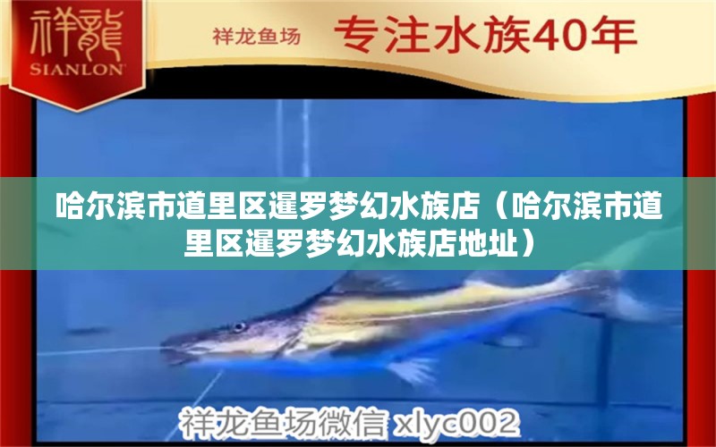 哈尔滨市道里区暹罗梦幻水族店（哈尔滨市道里区暹罗梦幻水族店地址） 全国水族馆企业名录